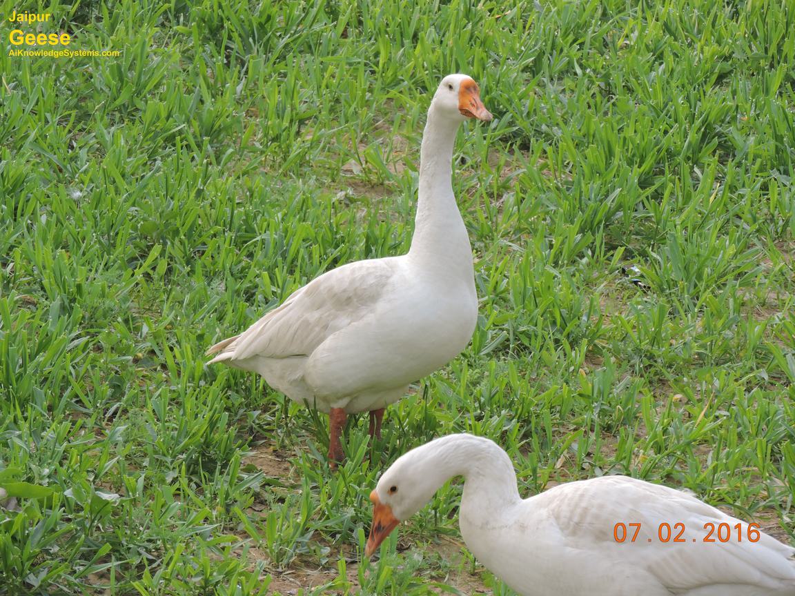 Geese (5) Coming Soon